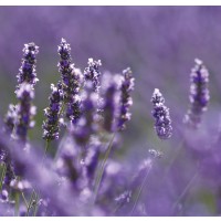 Le Rituel Provençal